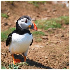 Skomer Island (3)