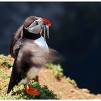 Skomer Island (4)