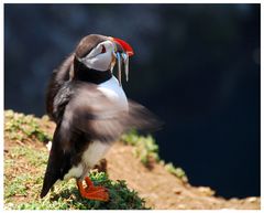 Skomer Island (4)