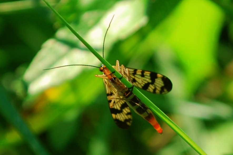 Skorbionsfliege, weiblich