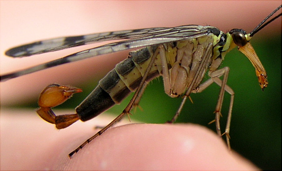 Skorpinonsfliege Nahaufnahme