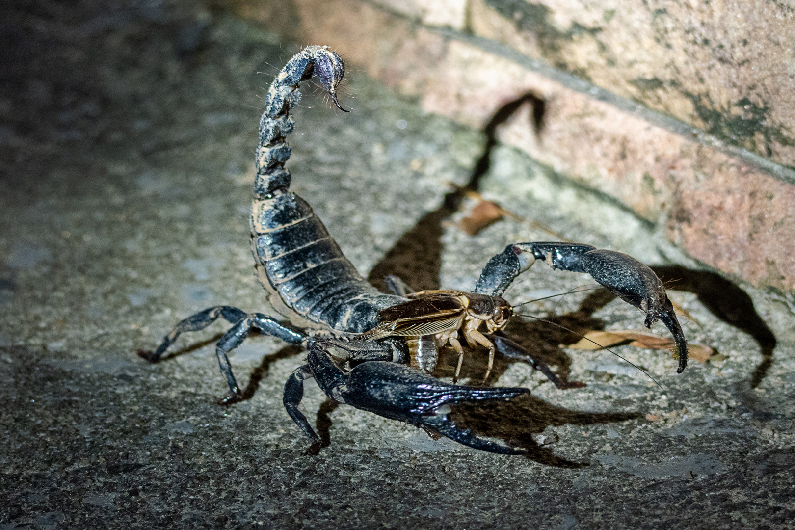 skorpion-foto-bild-natur-tiere-wildlife-bilder-auf-fotocommunity