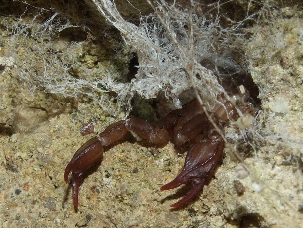 Skorpion auf der Lauer