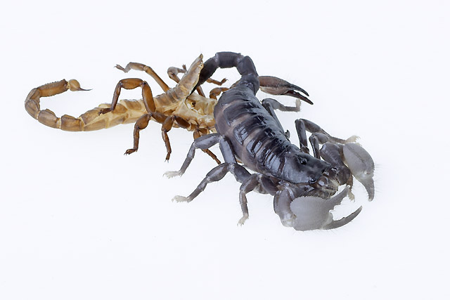 Skorpion bei der Häutung
