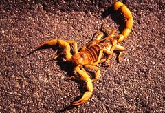 Skorpion - Centruroides balsasensis