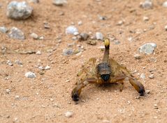 Skorpion