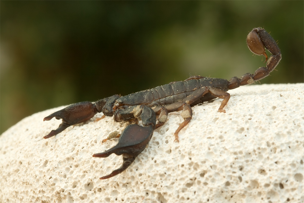 Skorpion (Euscorpius cf. italicus)