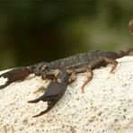 Skorpion (Euscorpius cf. italicus)