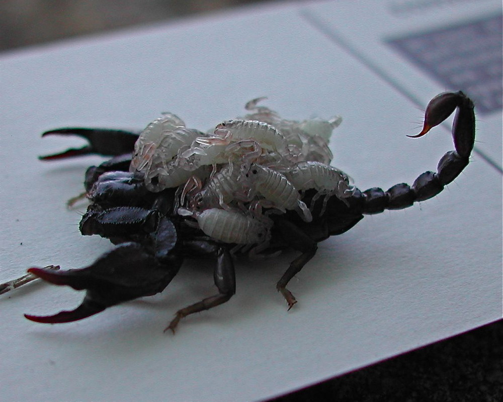 Skorpion (Euscorpius flavicaudis) Foto & Bild tiere, wildlife