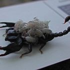 Skorpion (Euscorpius flavicaudis)