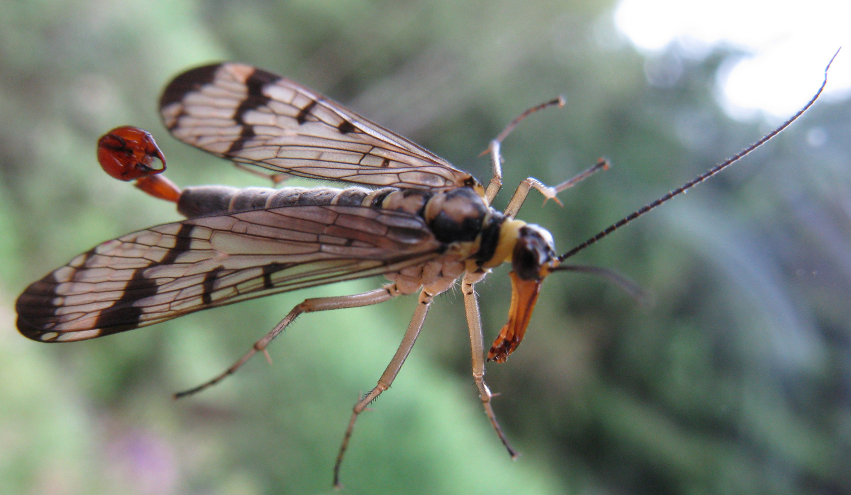 skorpion fliege