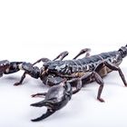 Skorpion I