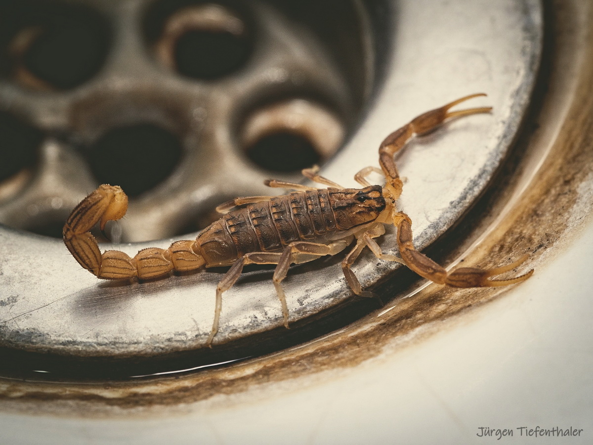 Skorpion im Damenwaschbecken (Daher wahrscheinlich weiblich)