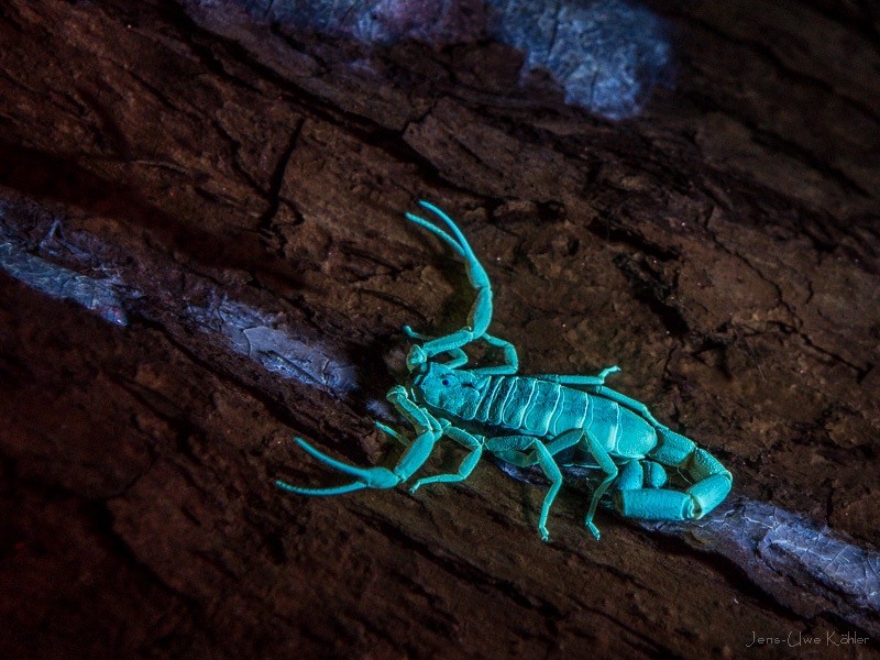 Skorpion im UV-Licht