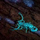 Skorpion im UV-Licht