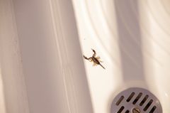 Skorpion in der Dusche