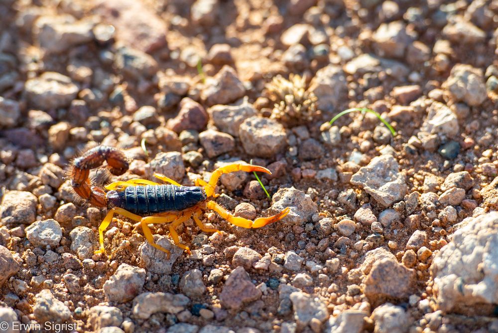 Skorpion in der namibischen Wüste