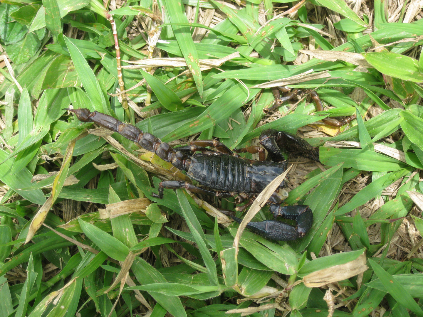 Skorpion in der Wiese