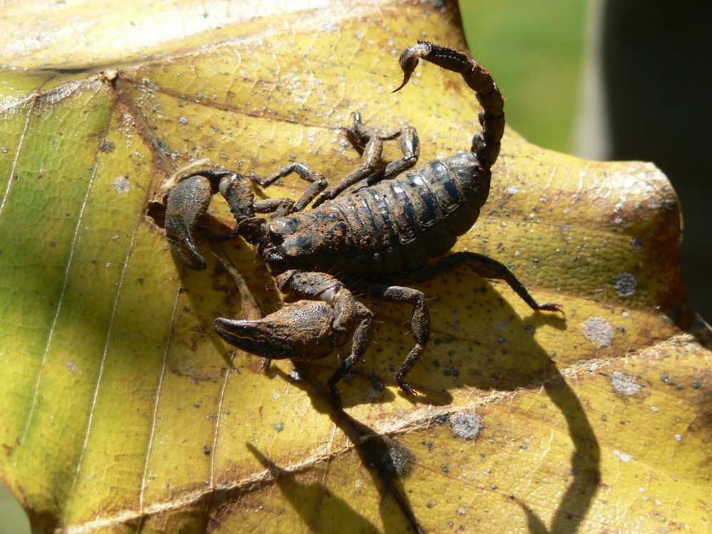 Skorpion in Kandy