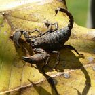 Skorpion in Kandy