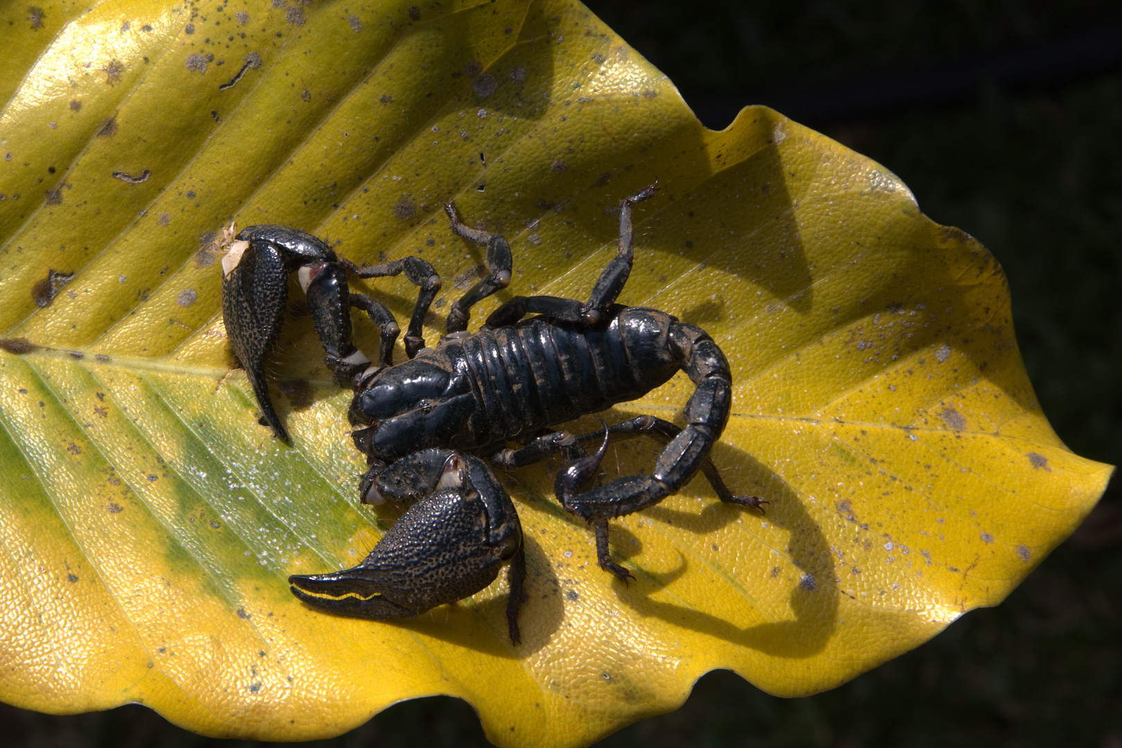 Skorpion -lebend