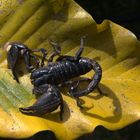 Skorpion -lebend