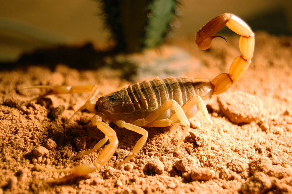 Skorpion - Leiurus quinquestriatus