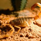 Skorpion - Leiurus quinquestriatus