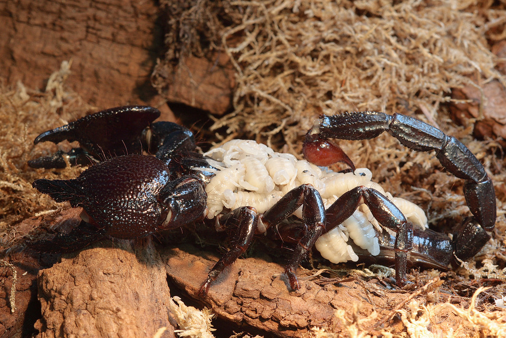 Skorpion mit Jungen