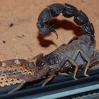 Skorpion - Parabuthus transvaalicus