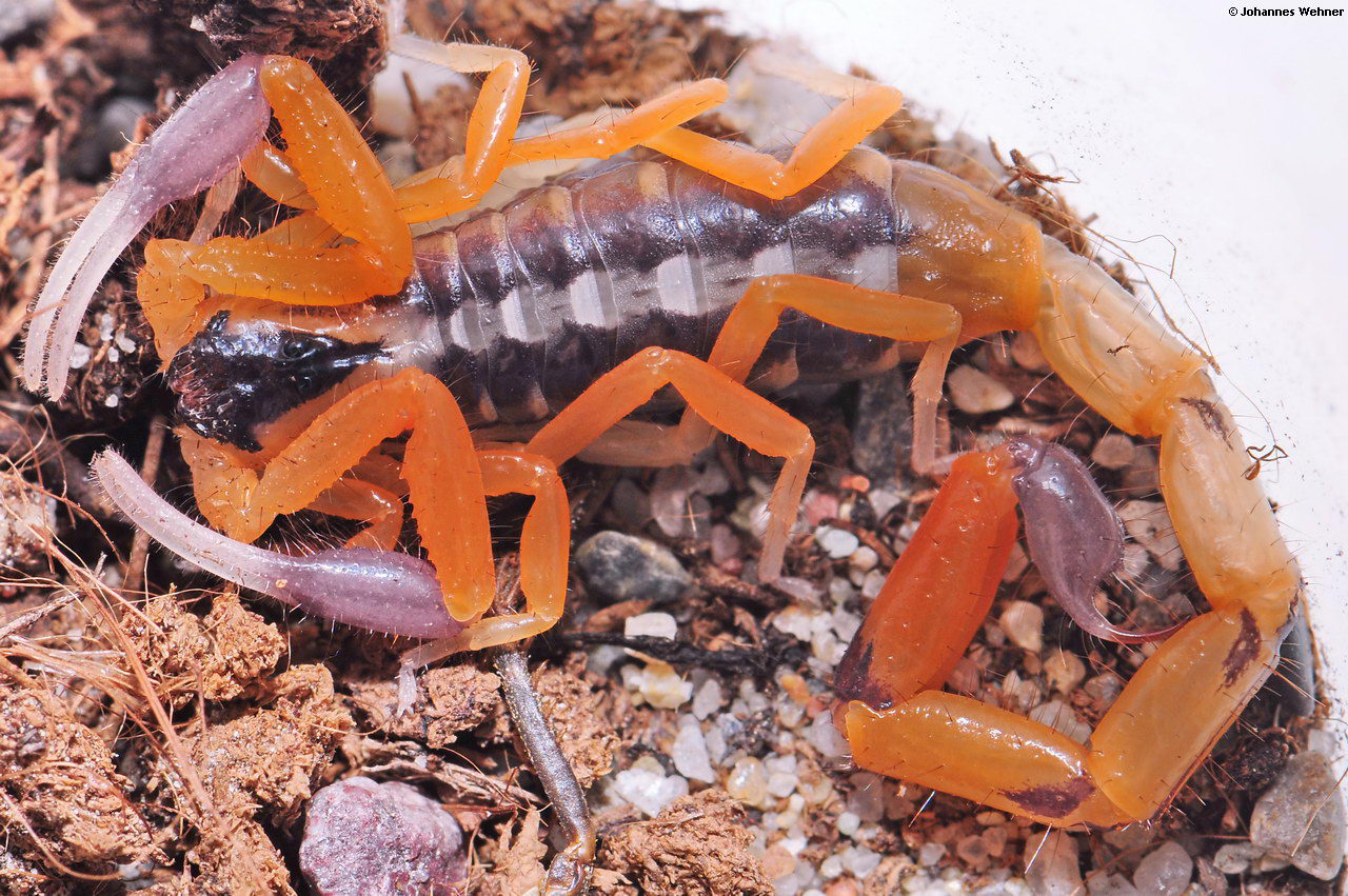 Skorpion - Uroplectes chubbi