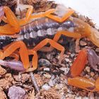 Skorpion - Uroplectes chubbi