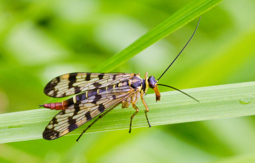 °°° Skorpionfliege an der Jeetzel °°°