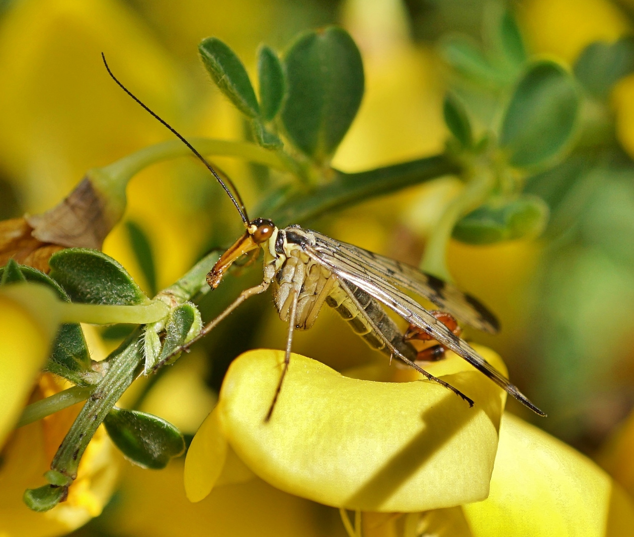 Skorpionfliege auf Ginsterblüte