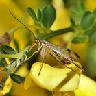 Skorpionfliege auf Ginsterblüte