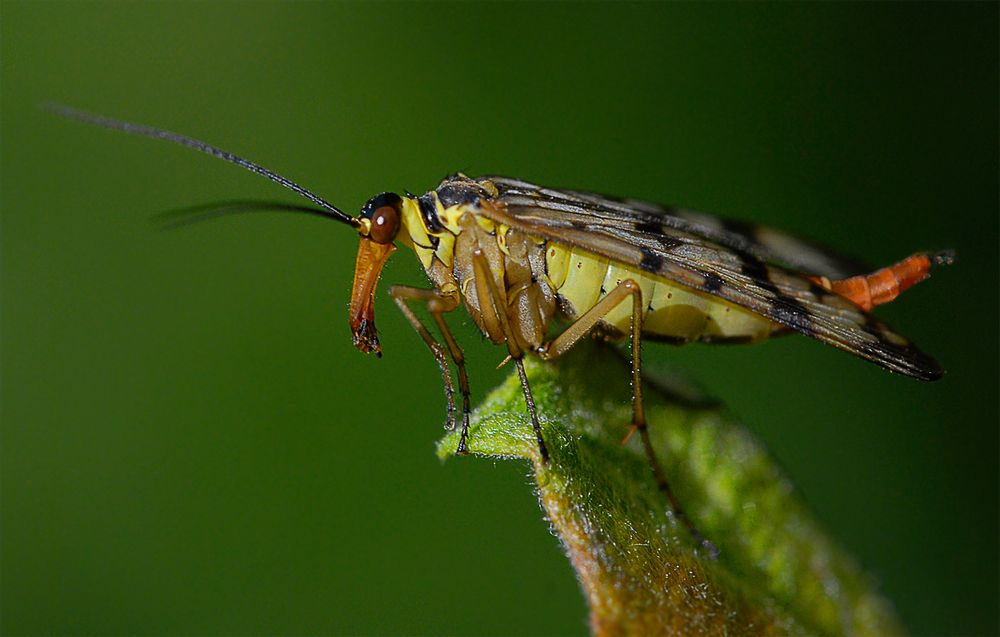 Skorpionfliege, ein Weibchen