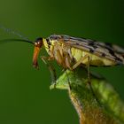 Skorpionfliege, ein Weibchen