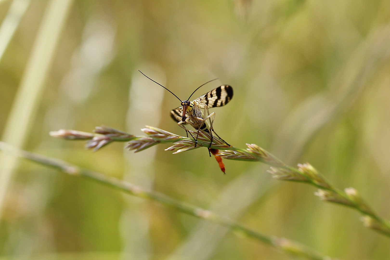 Skorpionfliege - ganz friedlich :)