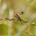 Skorpionfliege - ganz friedlich :)