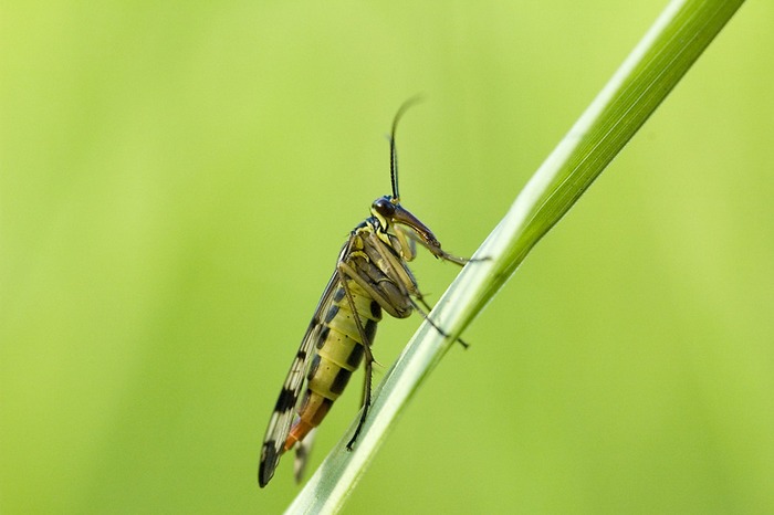 Skorpionfliege im Profil