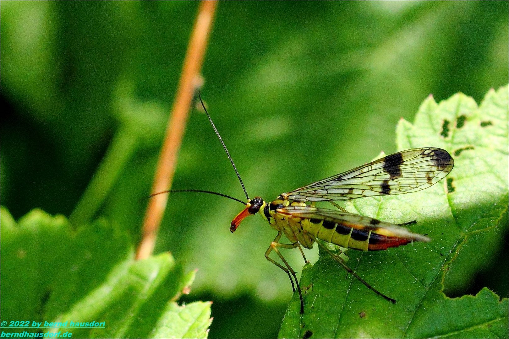 Skorpionfliege in Talheim