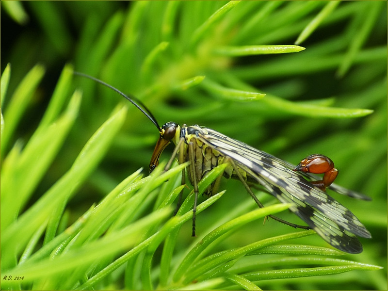 ° Skorpionfliege (männl.) °