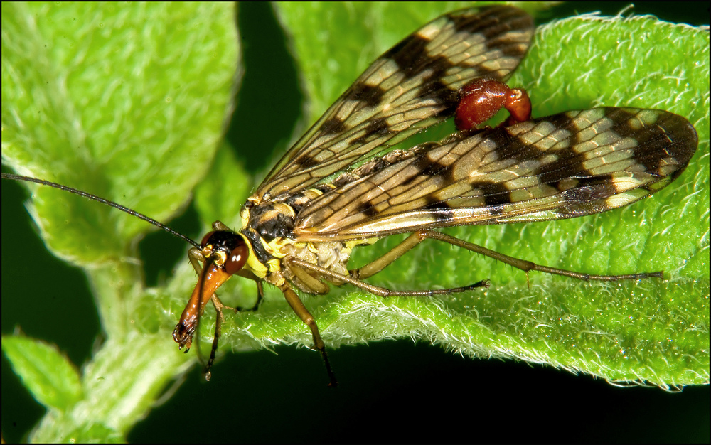 Skorpionfliege, männlich