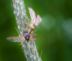 Skorpionfliege mit Beute