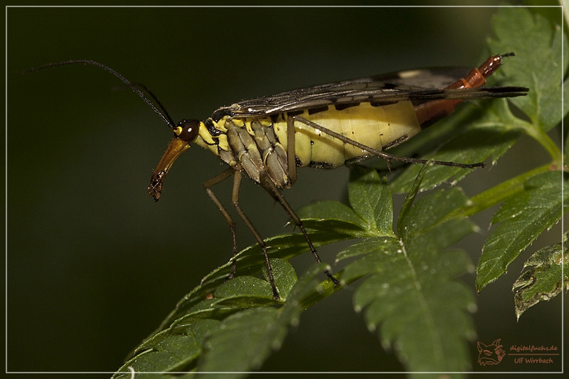 Skorpionfliege ( Weibchen )