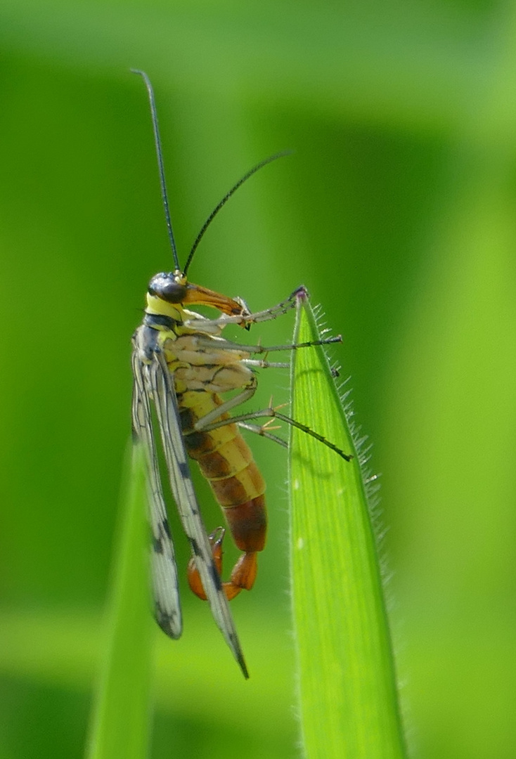 Skorpionfliege (weibl.)