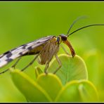 Skorpionfliege (weiblich)