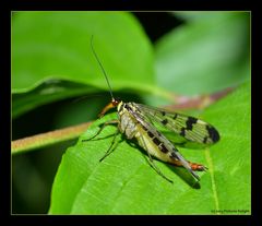 - Skorpionfliege, weiblich -