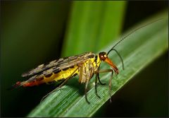 Skorpionfliege, weiblich