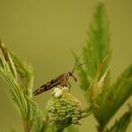 Skorpionfliege (weiblich)